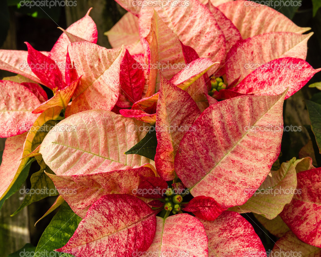 Poinsettia plants in bloom as Christmas decorations — Stock Photo 