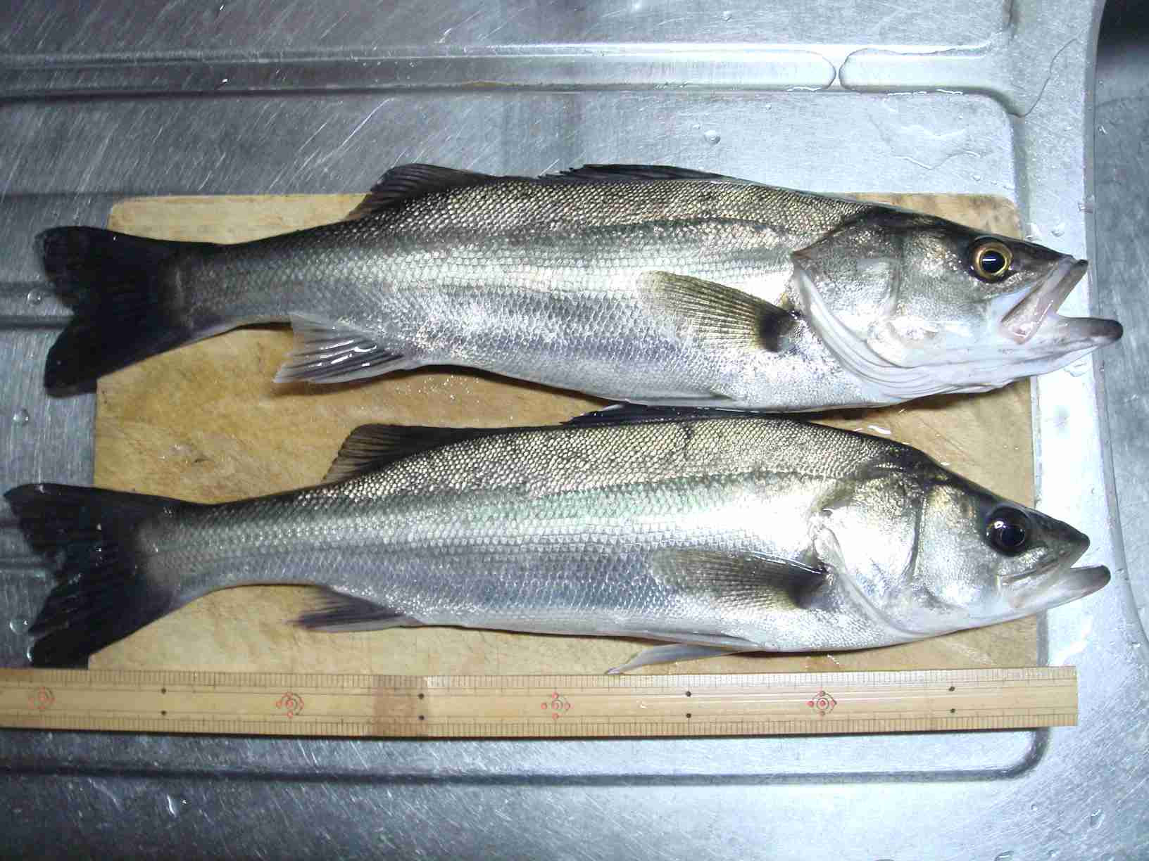 東京湾奥の釣魚