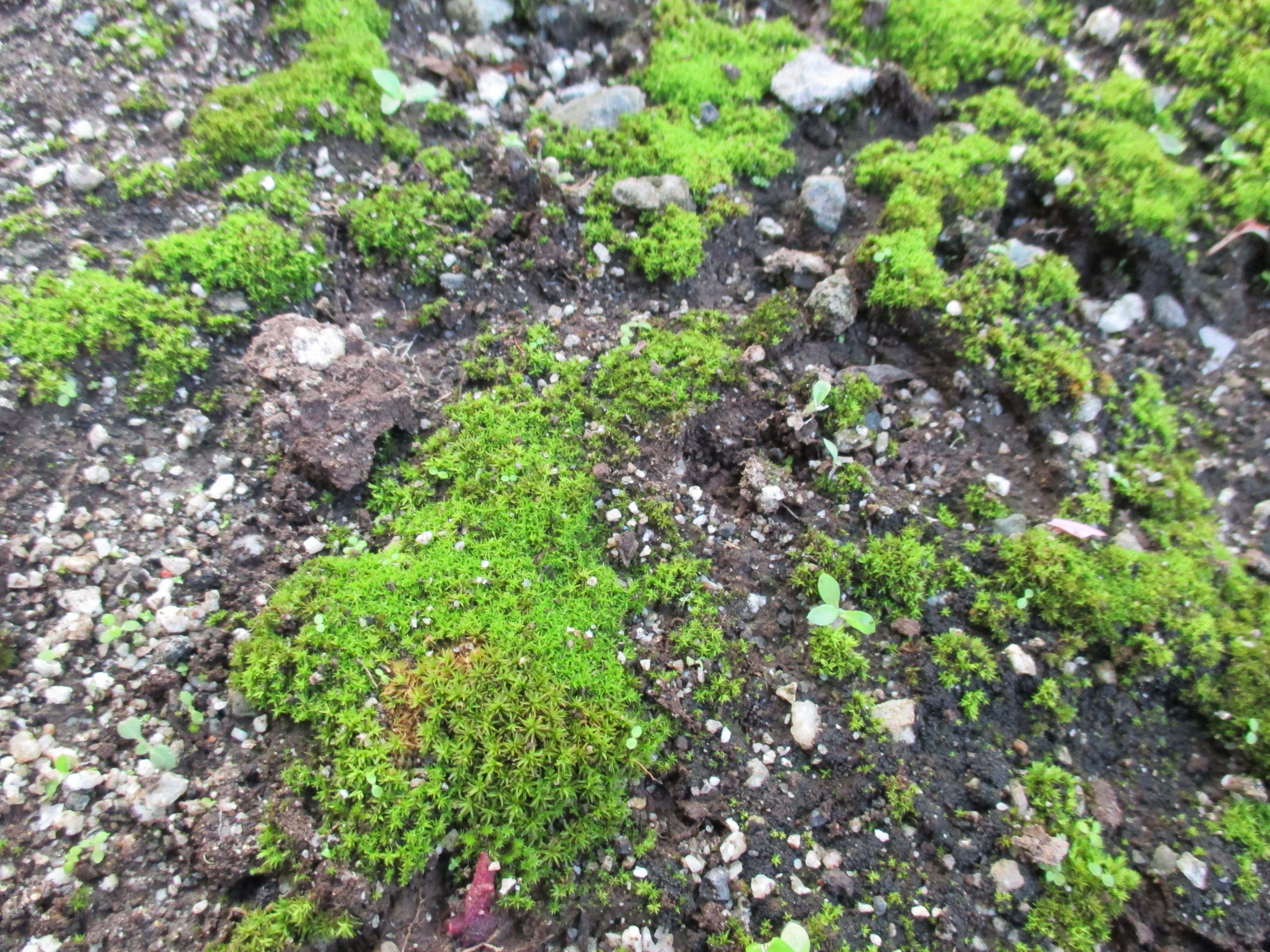 庭の地面にコケが生えてきた 木造注文住宅の家づくり Com