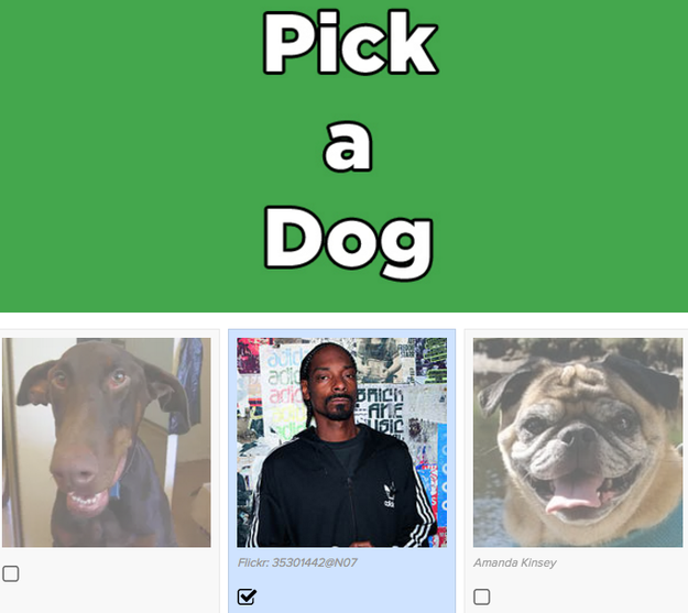 What Kind Of Cat Are You?