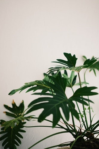 植え替え後のモンステラの剪定方法や注意点とは モンステラの育て方