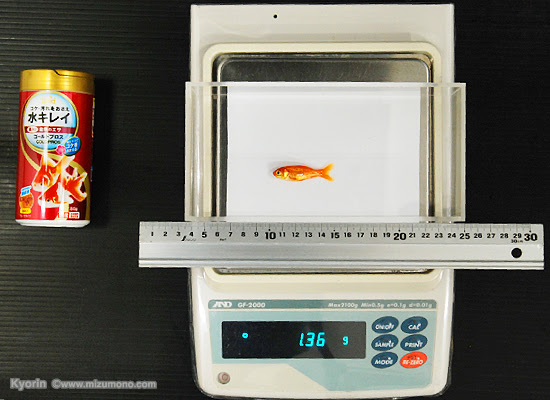 プロに聞く エサやりのコツ さかなの健康を考える食事の選びかた 熱帯魚のことなら みずものコム