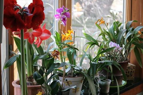 orchid window 090