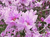 ３月２３日の誕生花 ミツバツツジ 三葉躑躅 の花言葉 抑制のきいた生活 華やかに咲く落葉ツツジの花 弥生おばさんのガーデニングノート 花と緑の365日 楽天ブログ
