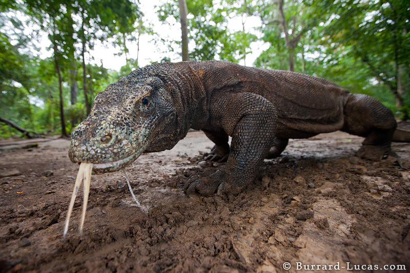 http://img.burrard-lucas.com/indonesia/full/komodo_dragon.jpg