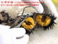 ウニ 食べ方 磯 300950