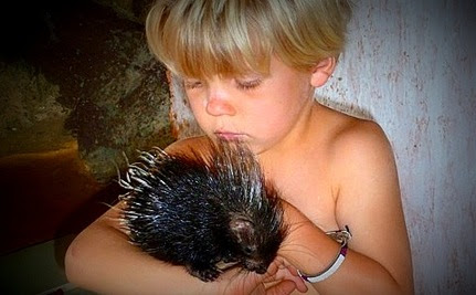 One Family’s Adventures Raising a Cuddly Baby Porcupine