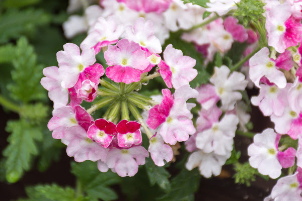 植木鉢で楽しみたい 夏の花選 秋まで長く楽しめる草花たち 植木鉢ナビ