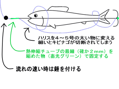 キビナゴ餌の烏賊仕掛け