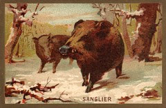 sanglier