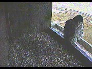 peregrine falcon MNSA Peregrine-Cam: Activity for 1/13/12