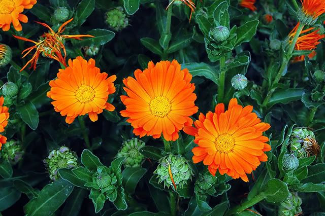 Orange Flowers