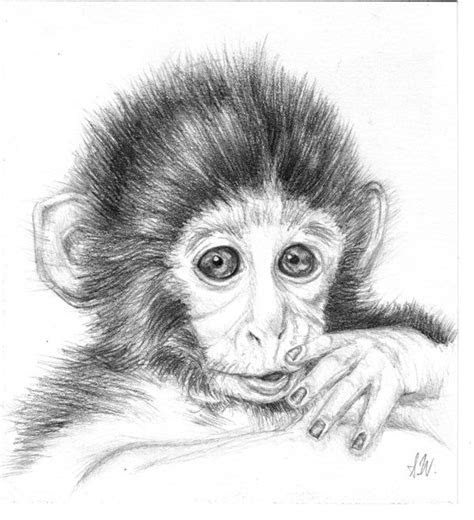 pencil drawings  monkeys baby monkey  sprigtwig