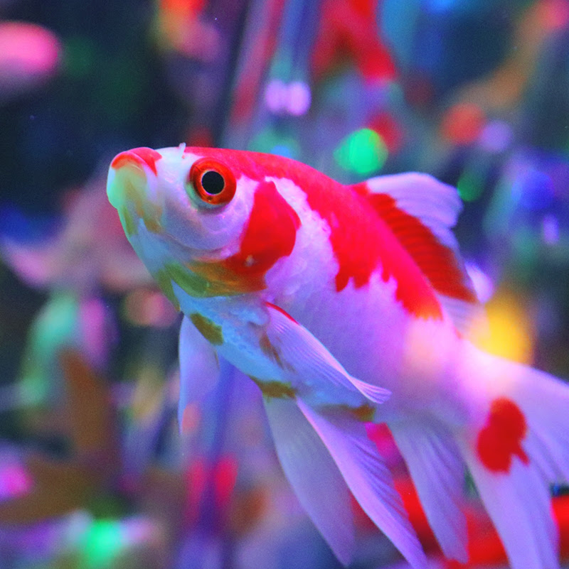 金魚が卵を産んだらどうする 家庭で繁殖する方法と稚魚の育て方 小動物の総合情報サイト ペットスマイルニュースforスモマル
