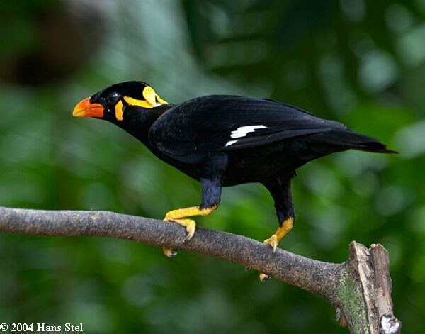 17+ Hill Myna, Terkini!