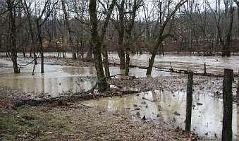 Mille Fleur d'uccle Rooster