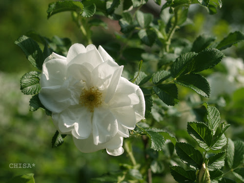 白い ハマナスの花 ちさのふぉと日記