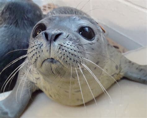 life  true seal life  sea