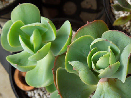 夏越し後のピーチプリデ 多肉植物
