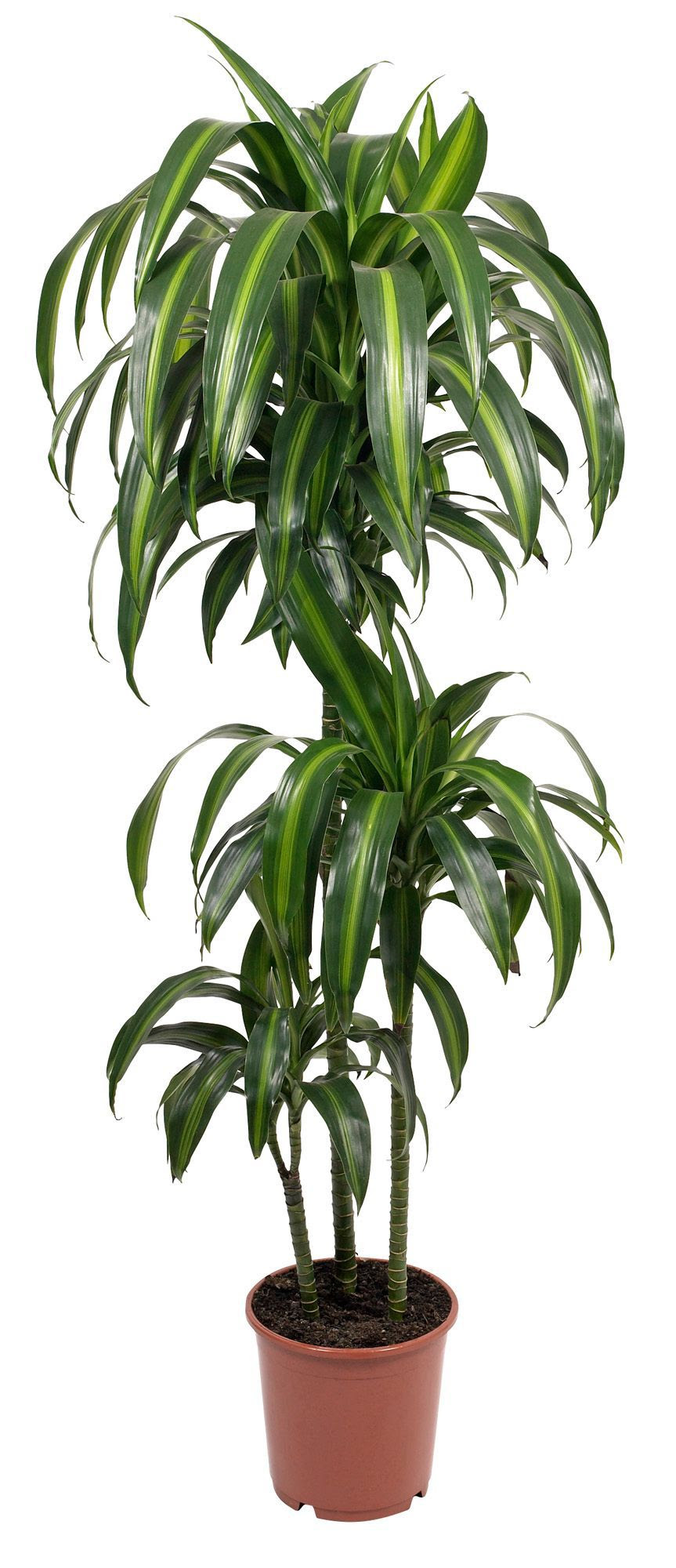 B&amp;Q Dragon Tree In Plant Pot Departments DIY at B&amp;Q