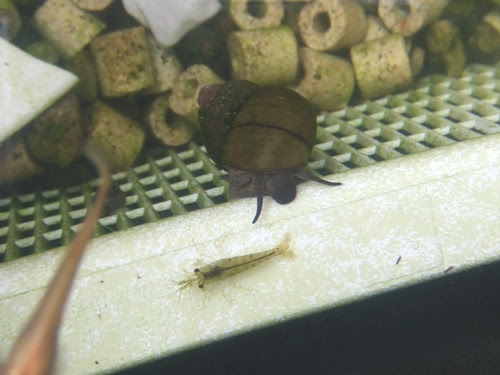 ミズムシをメダカ水槽に放す 及び野良稚魚進捗 コーイチの庭日記