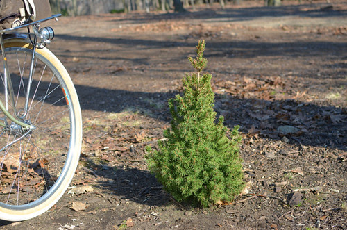 Little Tree, 3 Months Later