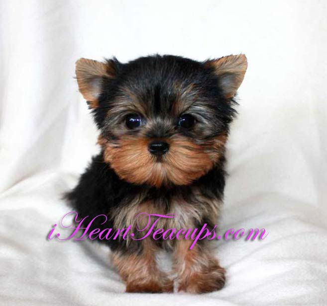 Tiny Teacup Cobby Yorkie Puppy for sale!! "Maxamillian 