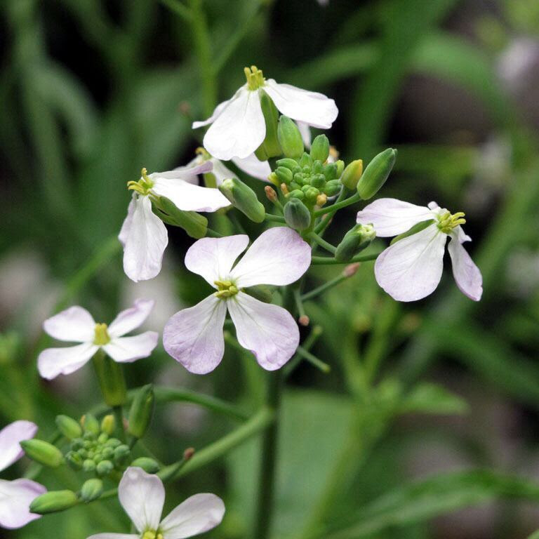 ３月３０日 ダイコン 花の俳句