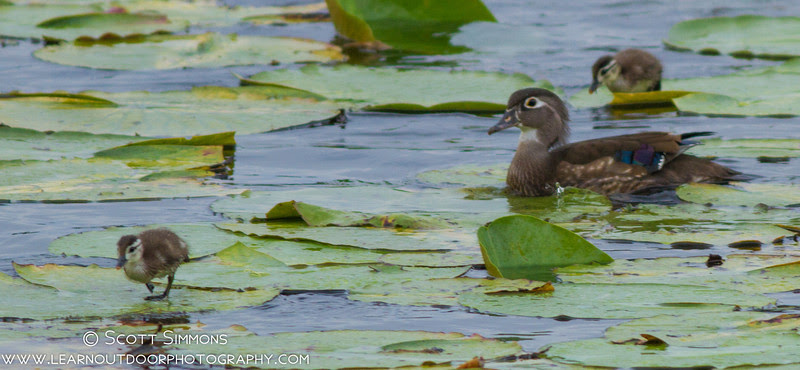 Photo & Video Sharing by SmugMug