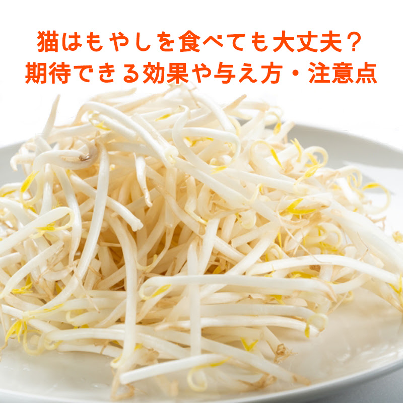 猫はもやしを食べても大丈夫 期待できる効果や与え方 注意点
