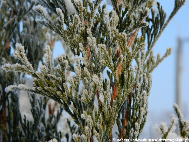 szron na drzewach - thuja smaragd szron na drzewach - thuja smaragd