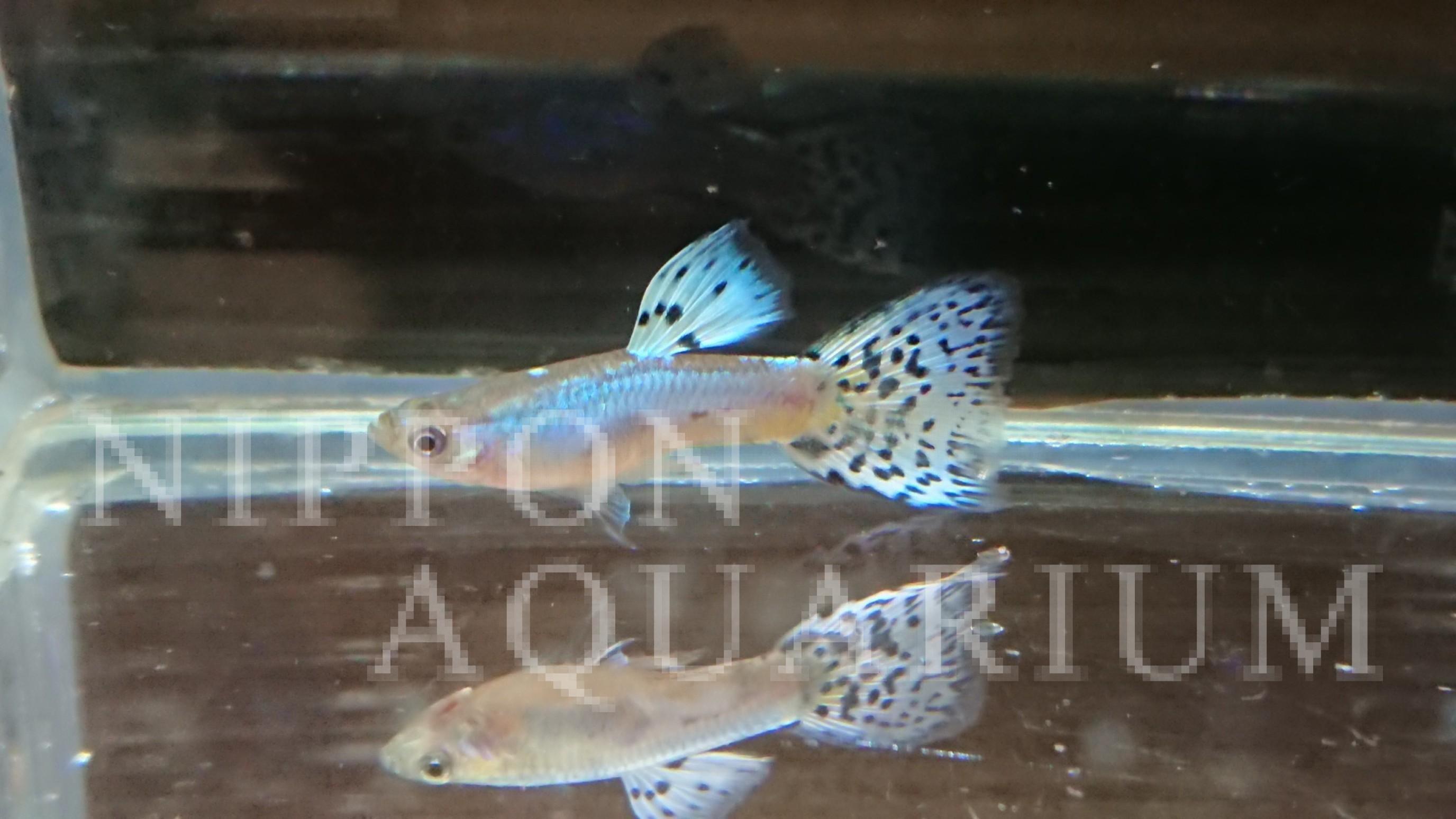 ラズリーブルーグラス 飼育方法 飼い方 餌 水温 混泳などについて 熱帯魚図鑑 熱帯魚の飼育 混泳 繁殖 病気など