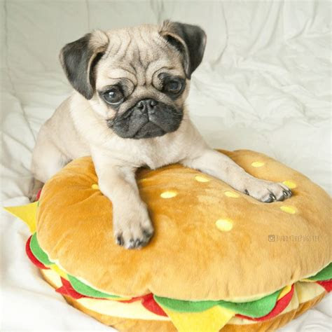 pugs ideas  pinterest cute pugs pug puppies