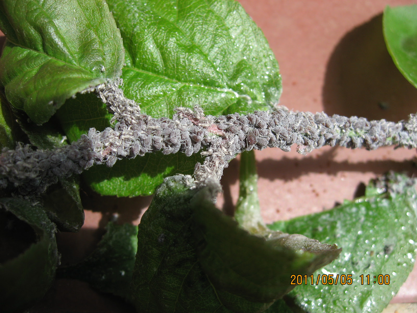 梅の木の害虫 初夏の陣11 H S 備忘録