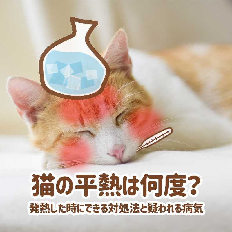 獣医師監修 猫の平熱は何度 発熱した時にできる対処法と疑われる病気