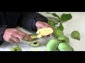 Pow Pow Fruit Tree - What Is Pawpaw Here Are 6 Fascinating Facts About This Trendy Fruit Allrecipes / It's a relative of the tropical custard apple.