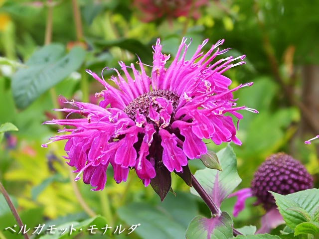 花図鑑 ベルガモット モナルダ タイマツバナ 松明花 ヤグルマハッカ 矢車薄荷