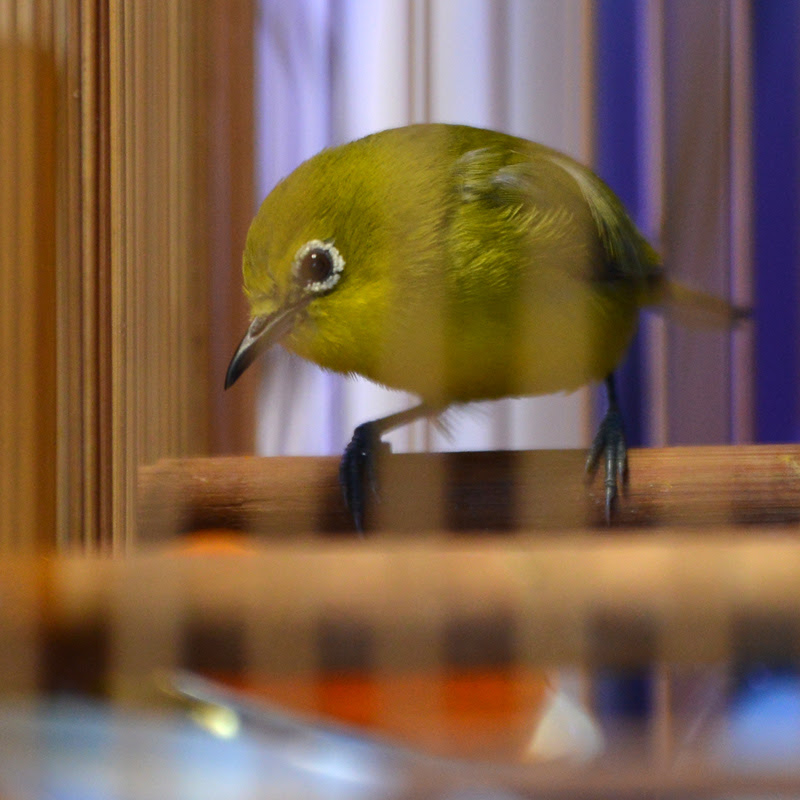 メジロ飼育日記 妄想アクアリウム