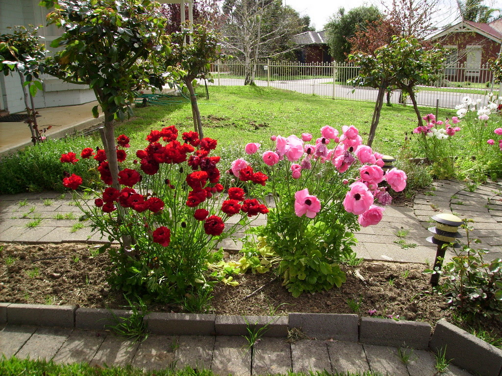 Image result for front garden with flowers pictures