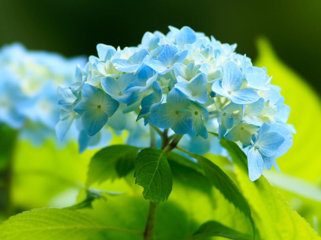 アジサイ 紫陽花 １ 無料写真素材ならフリー素材タウン