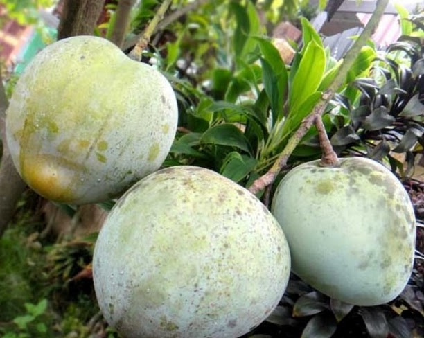 Cara Mencangkok Pohon Mangga yang Baik dan Benar Cara Mencangkok Pohon Mangga yang Baik dan Benar