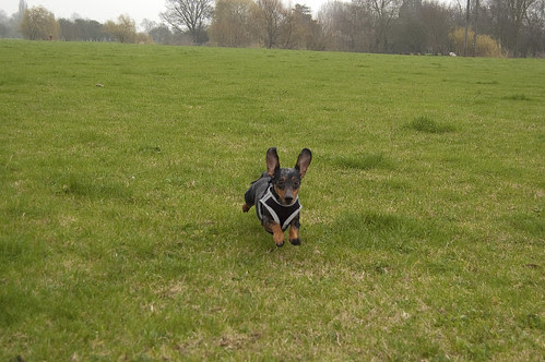 Cooper in Portholme Meadow