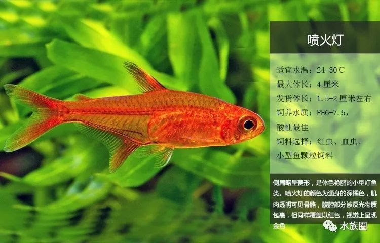 8種最常見燈魚圖譜 喜歡燈魚的瞭解下 雪花新闻