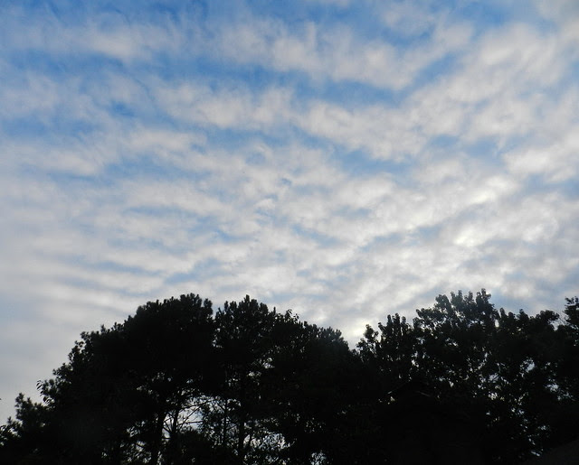 skywfDSCN6166