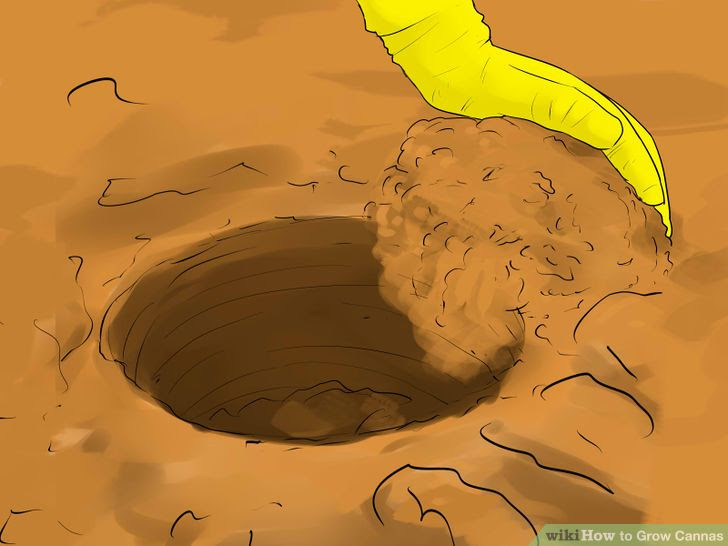 Grow Cannas Step 7.jpg