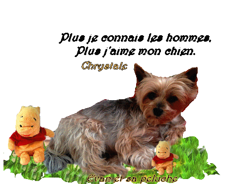 Plus Je Regarde Les Hommes Plus Jaime Mon Chien