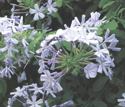 Plumbago In 10 Domande