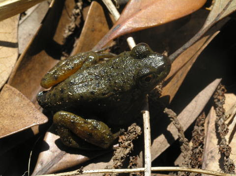 食べるとうまい食用ガエル ウシガエル アカガエル科 Rana Catesbeiana 特定外来生物 外来生物法による指定 重点対策外来種 15年 環境省 農水省による選定 世界の侵略的外来種ワースト100指定種 10 5 19 旧福江市 平蔵 分布 北海道
