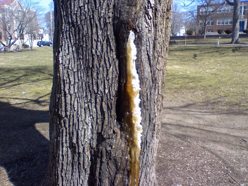The maple sap is running here on the town common in Franklin  MA