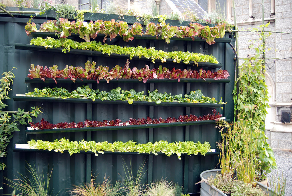 Backyard liberty aquaponics video 